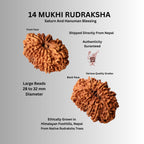 Authentic 14 Mukhi Rudraksha Bead: Nepal Origin, Saturn & Hanuman Blessing