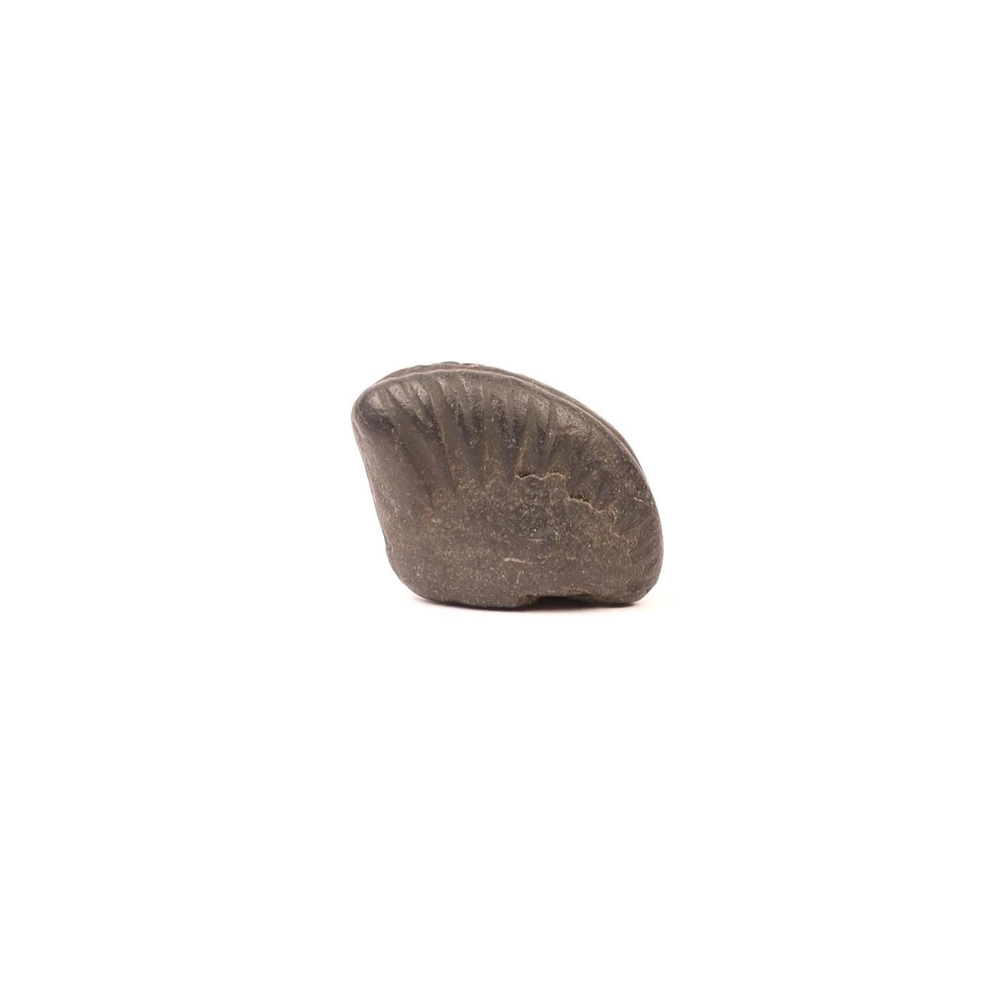Aditya Shakti Shaligram: Sacred Vishnu Fossil from Kali Gandaki River, Nepal