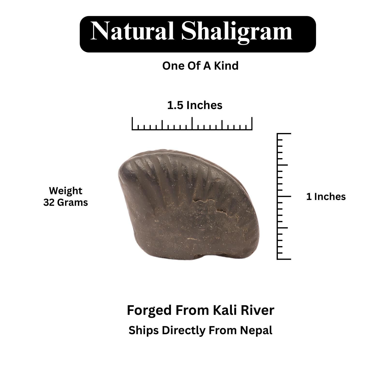 Aditya Shakti Shaligram: Sacred Vishnu Fossil from Kali Gandaki River, Nepal