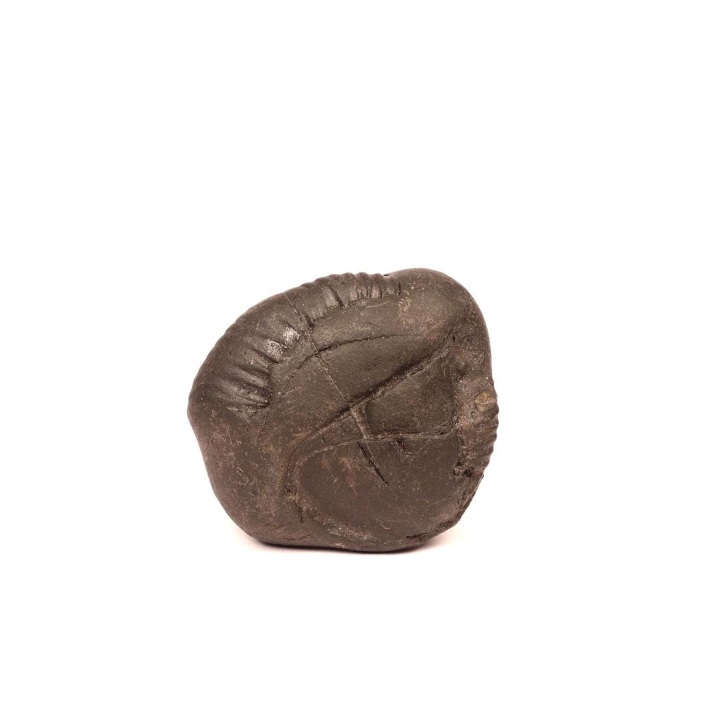Shaligram Shila: Lord Shiva Stone - Kali Gandaki River, Nepal