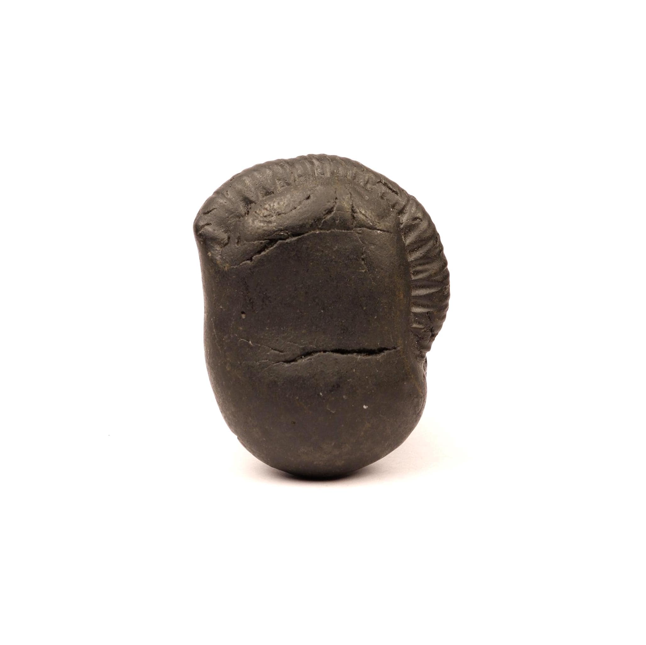 Natural Kali River Shaligram Fossil From Nepal