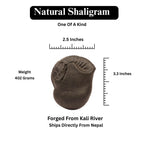 Natural Kali River Shaligram Fossil From Nepal