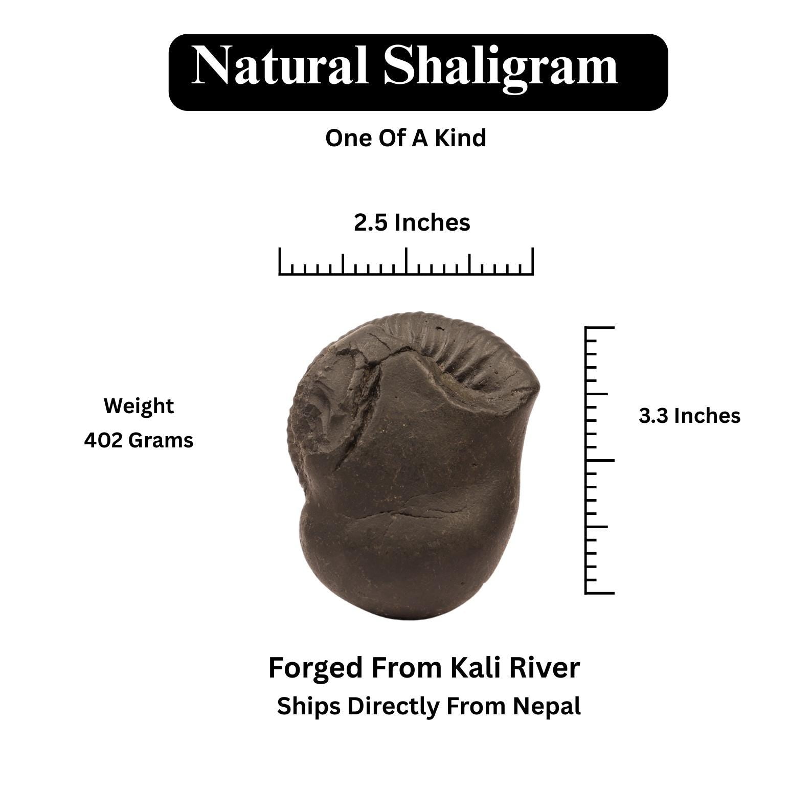 Natural Kali River Shaligram Fossil From Nepal