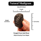 Natural Ganesha Shaligram Stone: Good Luck, Obstacle Remover