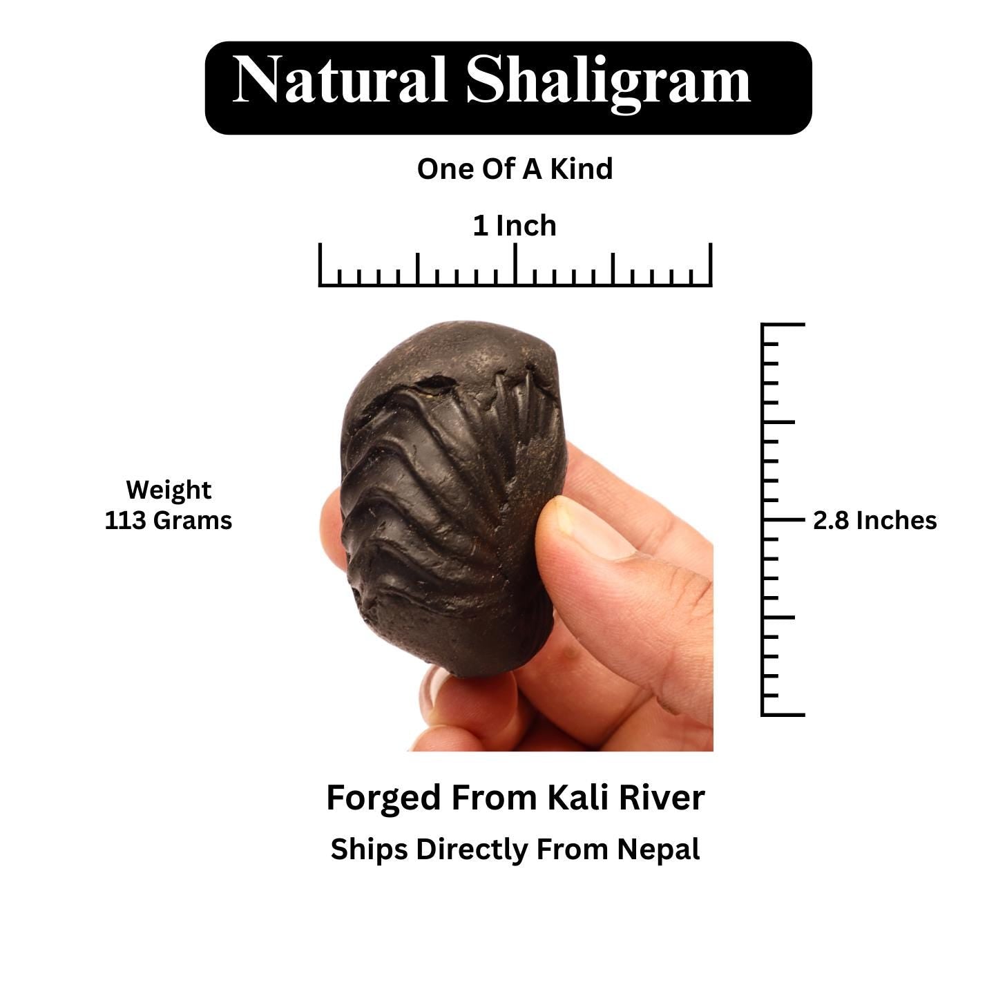 Natural Ganesha Shaligram Stone: Good Luck, Obstacle Remover