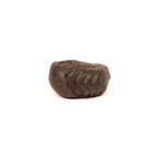 Natural Ganesha Shaligram Stone: Good Luck, Obstacle Remover
