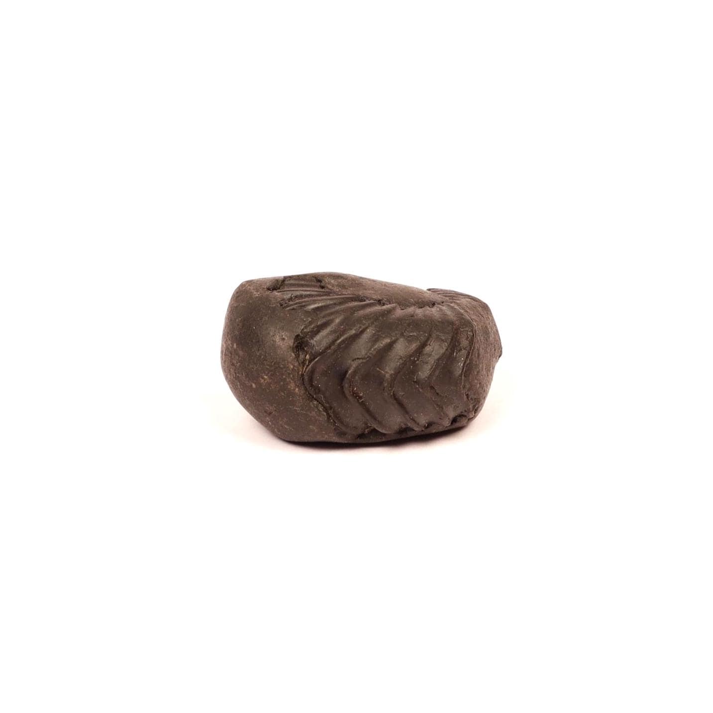 Natural Ganesha Shaligram Stone: Good Luck, Obstacle Remover