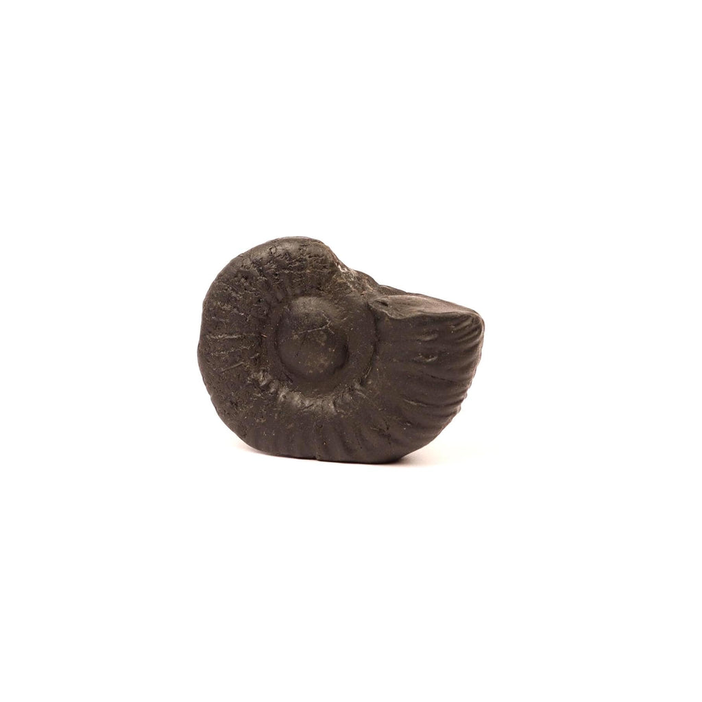 Authentic Shaligram Stone: Kali River Fossil From Nepal