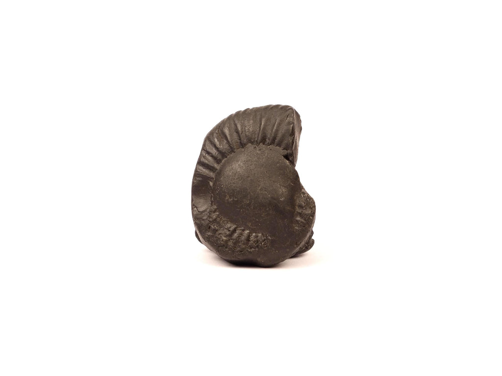 Authentic Shaligram Stone: Kali River Fossil From Nepal