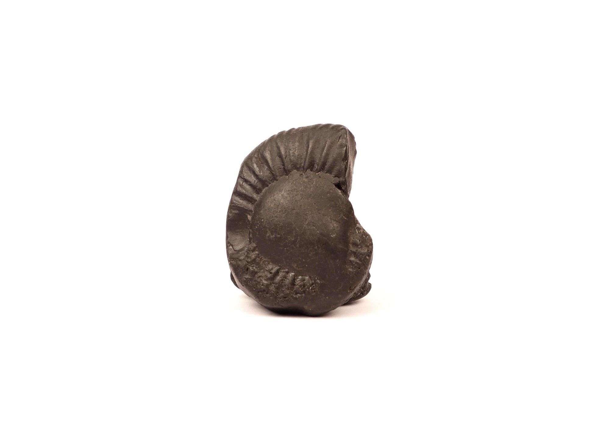 Authentic Shaligram Stone: Kali River Fossil From Nepal