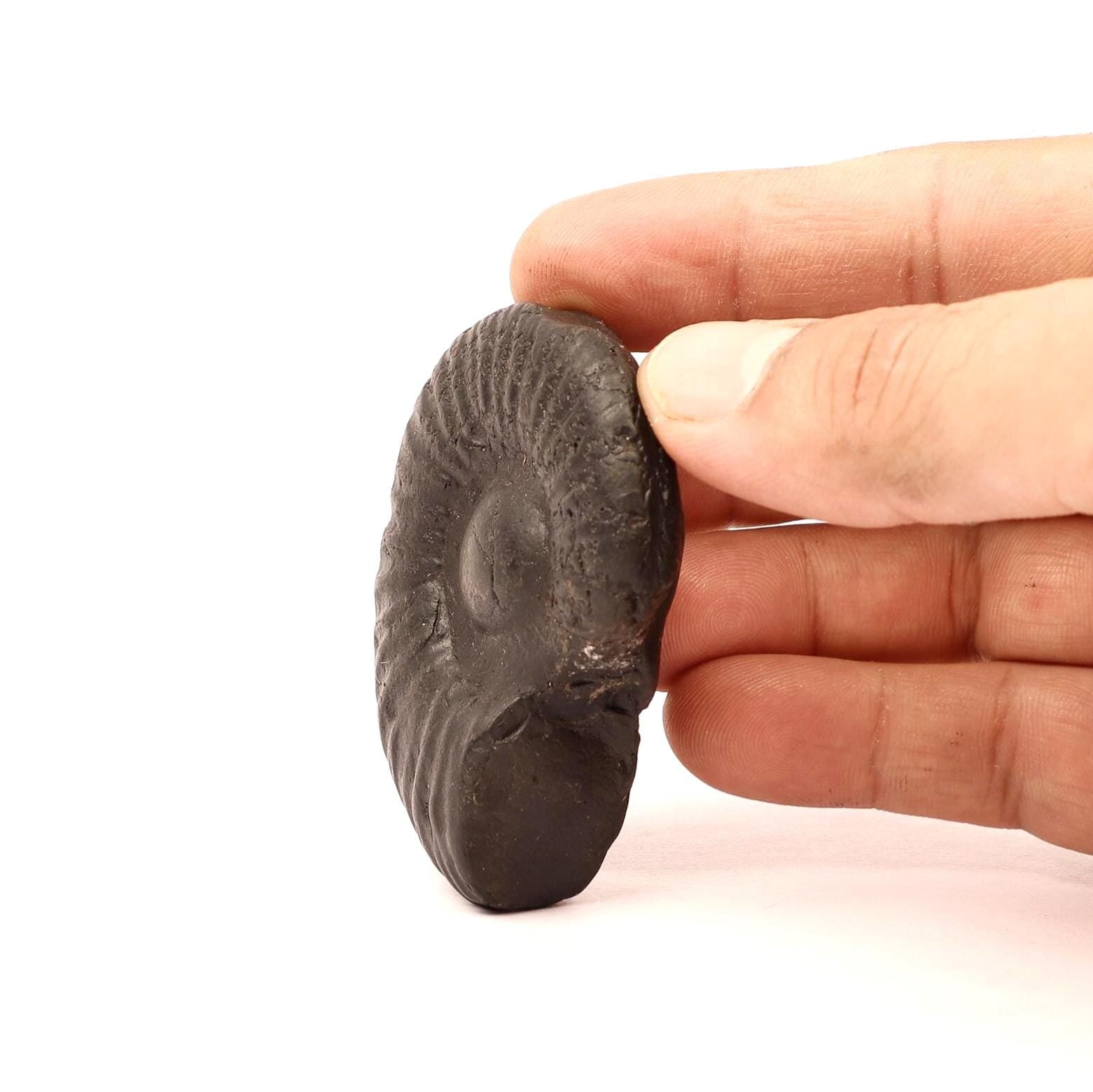 Authentic Shaligram Stone: Kali River Fossil From Nepal