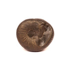 Surya Sun Shaligram - Natural Hindu Sun God Deity Stone