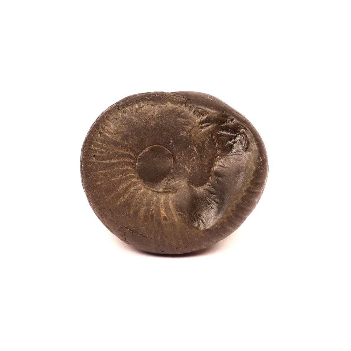 Surya Sun Shaligram - Natural Hindu Sun God Deity Stone