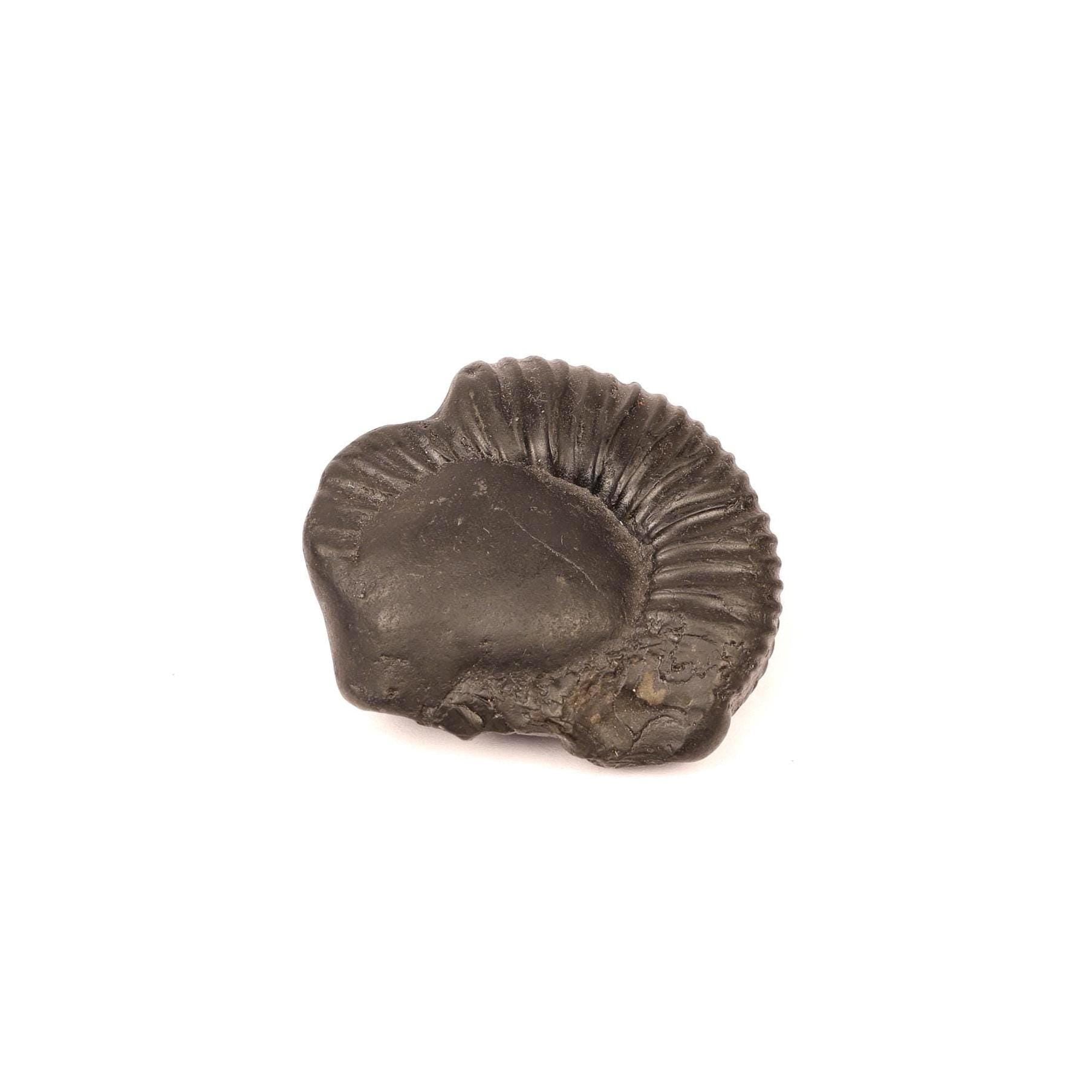 Sacred Shaligram Stone From Nepal, Natural Fossil From Kali Gandaki River