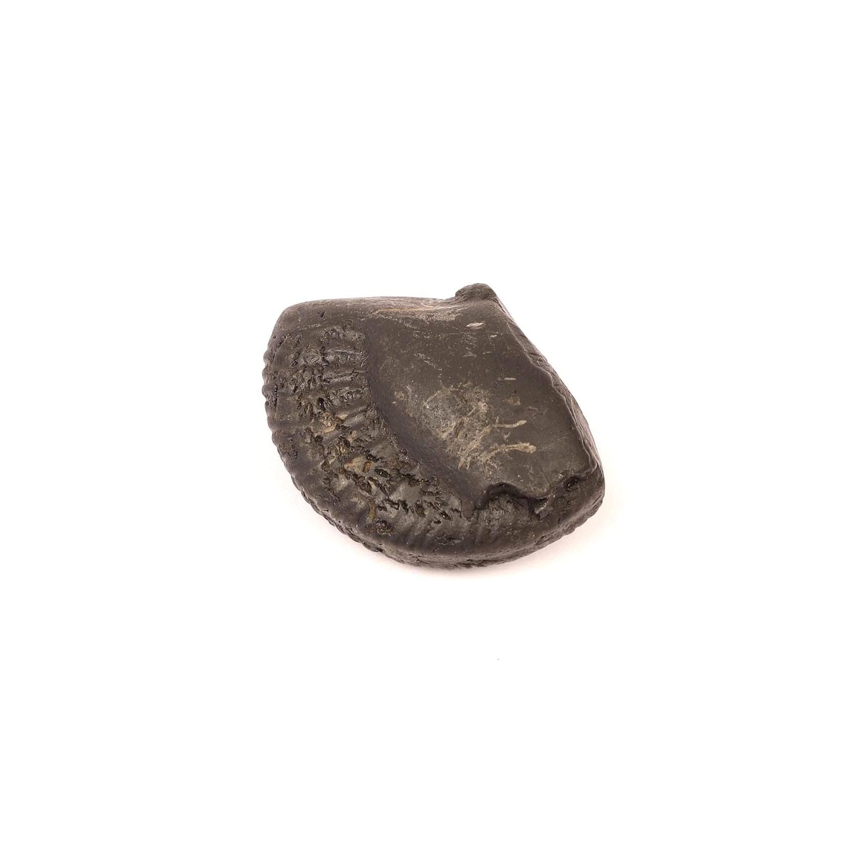 Chakra Mukhi Shaligram, Markings Resembling Radiating Chakras, Linked to Vishnu’s Wheel of Dharma