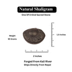 Chakra Mukhi Shaligram, Markings Resembling Radiating Chakras, Linked to Vishnu’s Wheel of Dharma