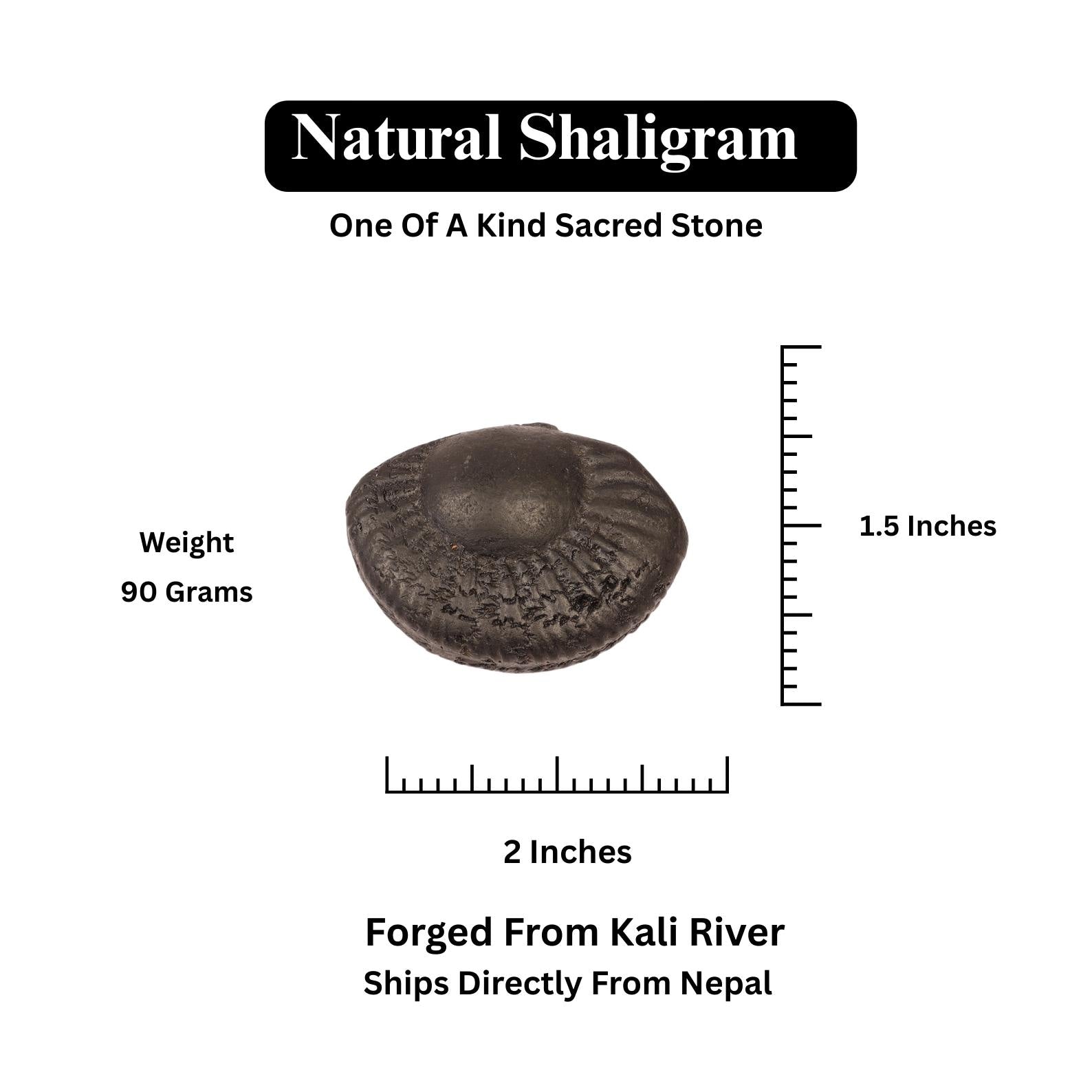 Chakra Mukhi Shaligram, Markings Resembling Radiating Chakras, Linked to Vishnu’s Wheel of Dharma