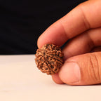 8 Mukhi Rudraksha Bead, Authentic Eight Face Rudraksha From Nepal, Premiun Quality Large Beads