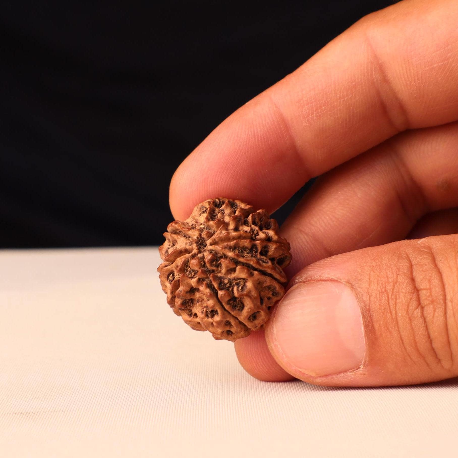 8 Mukhi Rudraksha Bead, Authentic Eight Face Rudraksha From Nepal, Premiun Quality Large Beads