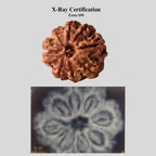 8 Mukhi Rudraksha Bead, Authentic Eight Face Rudraksha From Nepal, Premiun Quality Large Beads