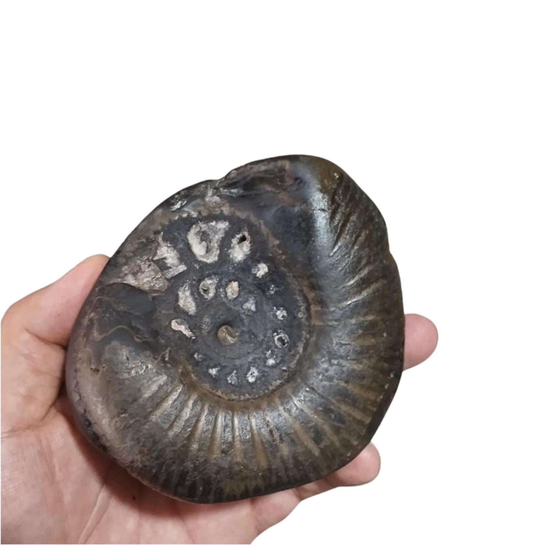 Large Cosmic Chakra Shaligram Stone: Sacred Energy Artifact