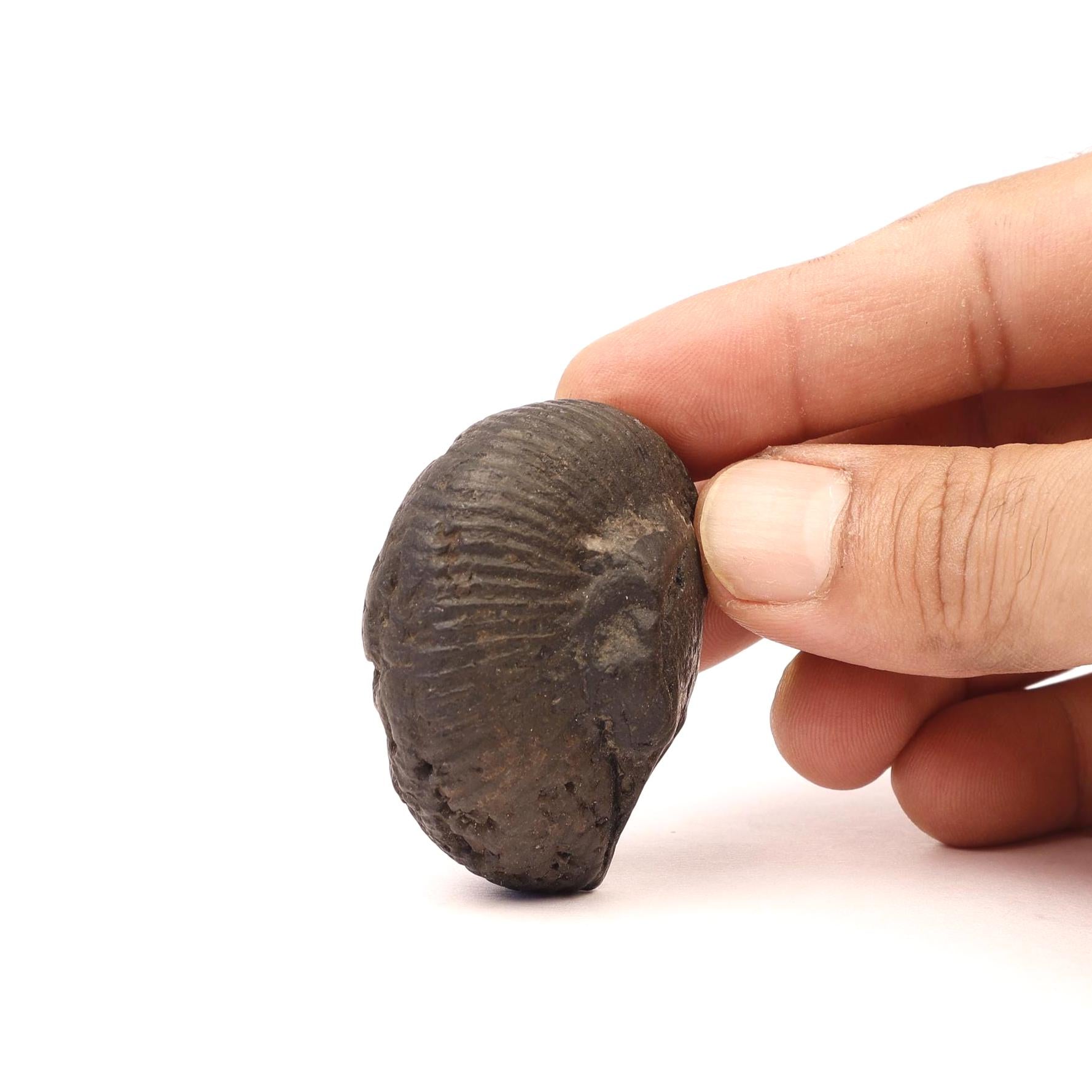 Chakra Healing Shaligrama, A Divine Cosmic Connection, Creation Of Nature, Sacred Seven Chakra Balancing Stone