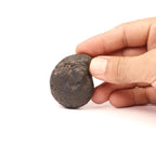 Chakra Healing Shaligrama, A Divine Cosmic Connection, Creation Of Nature, Sacred Seven Chakra Balancing Stone