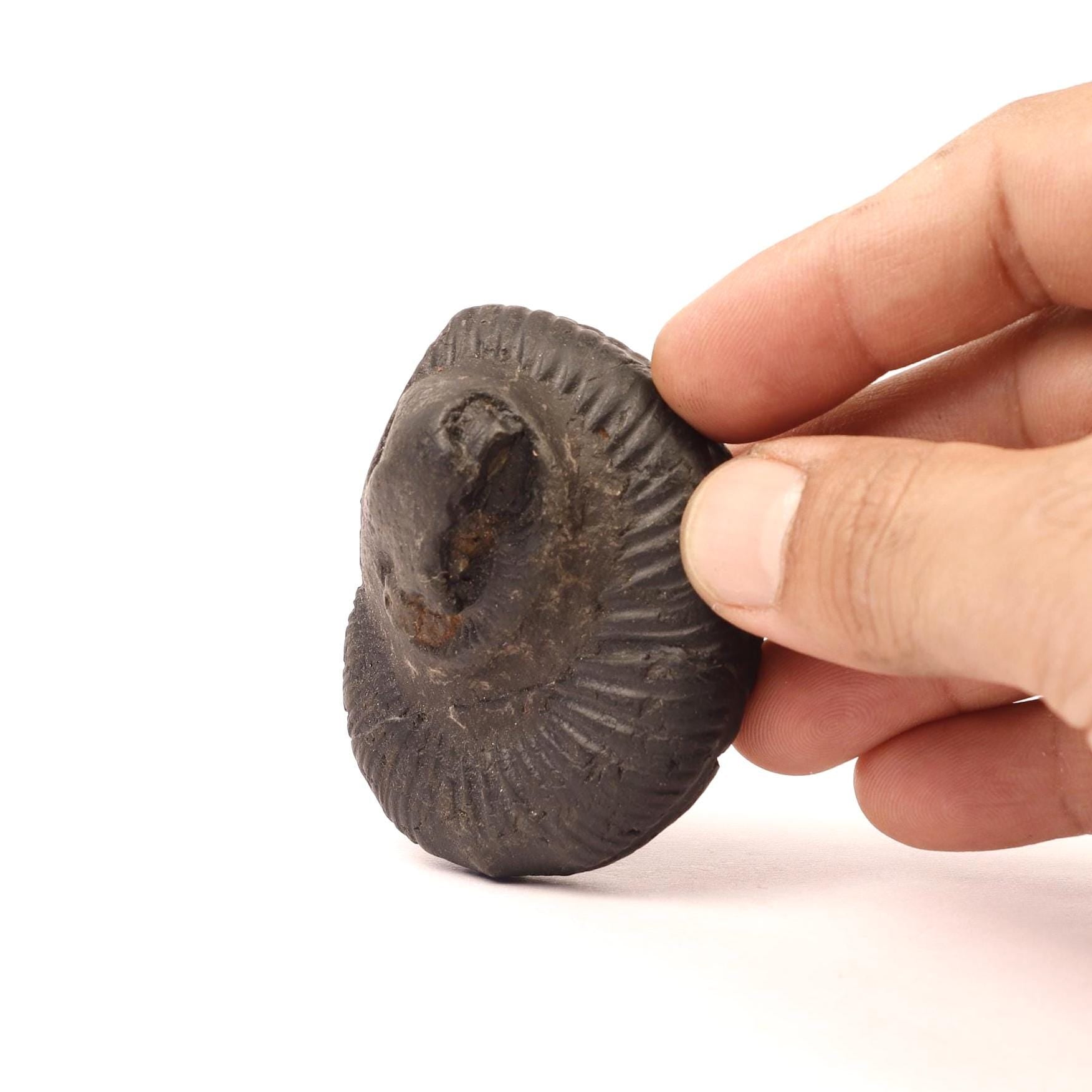 Chakra Healing Shaligrama, A Divine Cosmic Connection, Creation Of Nature, Sacred Seven Chakra Balancing Stone