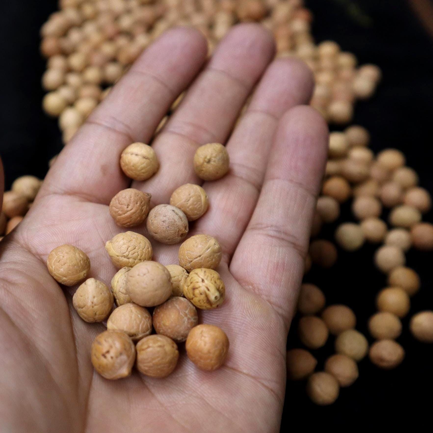 8 to 12 mm Bodhi Seed Prayer Beads: Timal Nepal Buddha Chitta