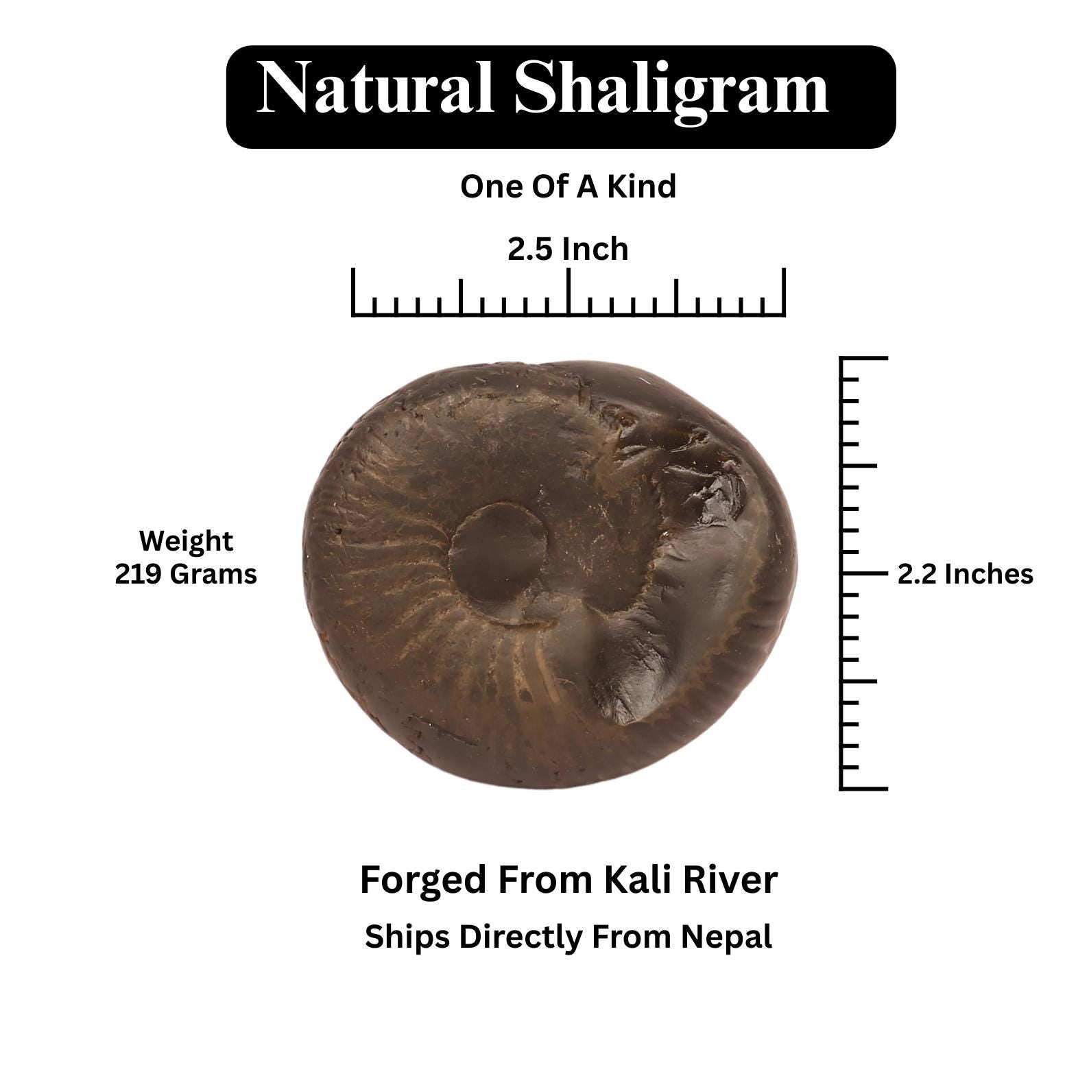 Surya Sun Shaligram - Natural Hindu Sun God Deity Stone