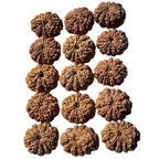 9 To 13 Face Raw Rudraksha Beads From Nepal, High Grade 26+ mm Seeds