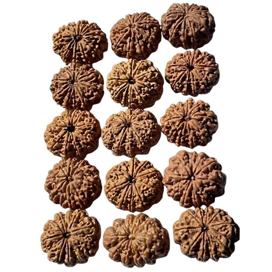 9 To 13 Face Raw Rudraksha Beads From Nepal, High Grade 26+ mm Seeds