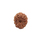 9 To 13 Face Raw Rudraksha Beads From Nepal, High Grade 26+ mm Seeds