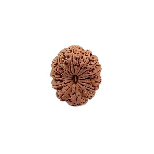 Close-up of a single authentic textured Rudraksha bead isolated on a white background