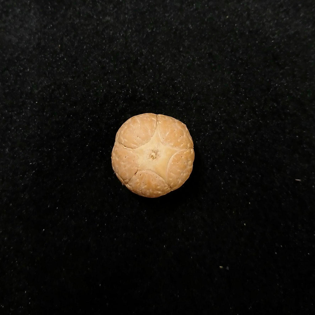 Buddha Chitta Guru Bead: Five Eyes Phoenix Bead (18-20mm, Nepal Sacred Hills)
