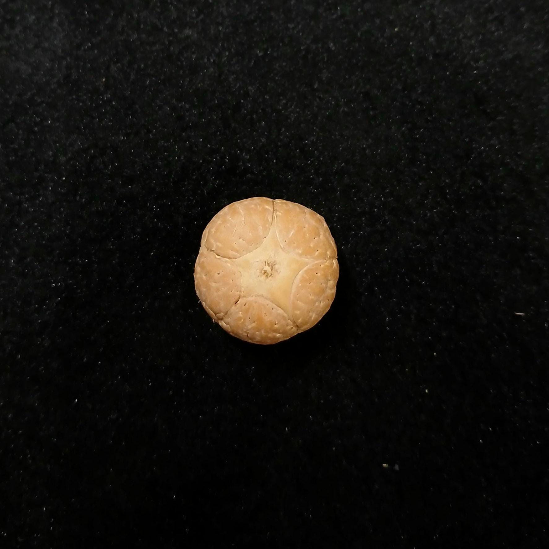 Buddha Chitta Guru Bead: Five Eyes Phoenix Bead (18-20mm, Nepal Sacred Hills)