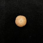 Five Eyes Phoenix Guru Bead 18 to 20mm Rare Large Size