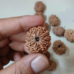 Ma Durga 9 Mukhi Rudraksha, Large 26+ mm Nepalese Beads