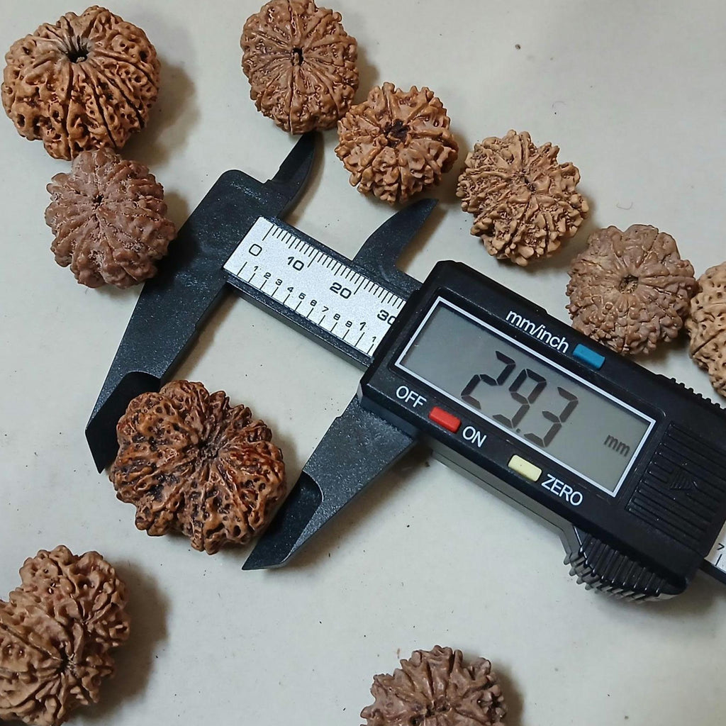 Ma Durga 9 Mukhi Rudraksha, Large 26+ mm Nepalese Beads