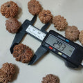 Ma Durga 9 Mukhi Rudraksha, Large 26+ mm Nepalese Beads
