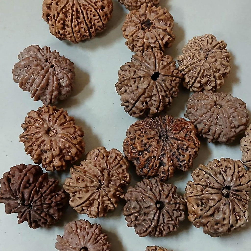 Ma Durga 9 Mukhi Rudraksha, Large 26+ mm Nepalese Beads