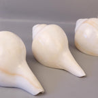 Blowing Conch Shell Shankha: Sacred Sound & Spirit - Turbinella Pyrum