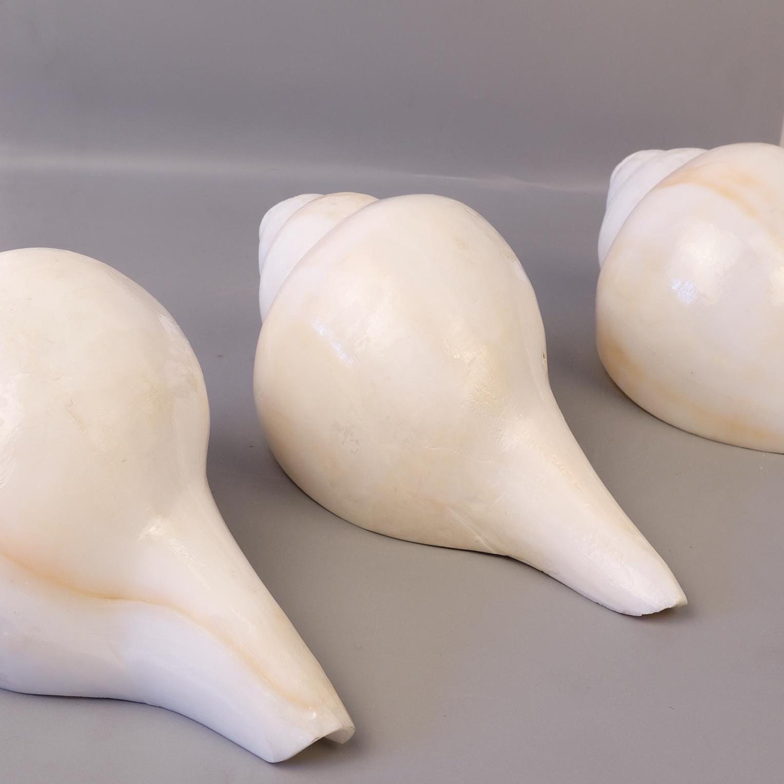 Blowing Conch Shell Shankha: Sacred Sound & Spirit - Turbinella Pyrum