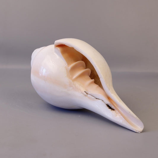 Blowing Conch Shell Shankha: Sacred Sound & Spirit - Turbinella Pyrum