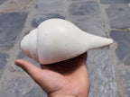 Rare 5-Line Shankha Conch Shell: Sacred Spiritual Cleansing Decor