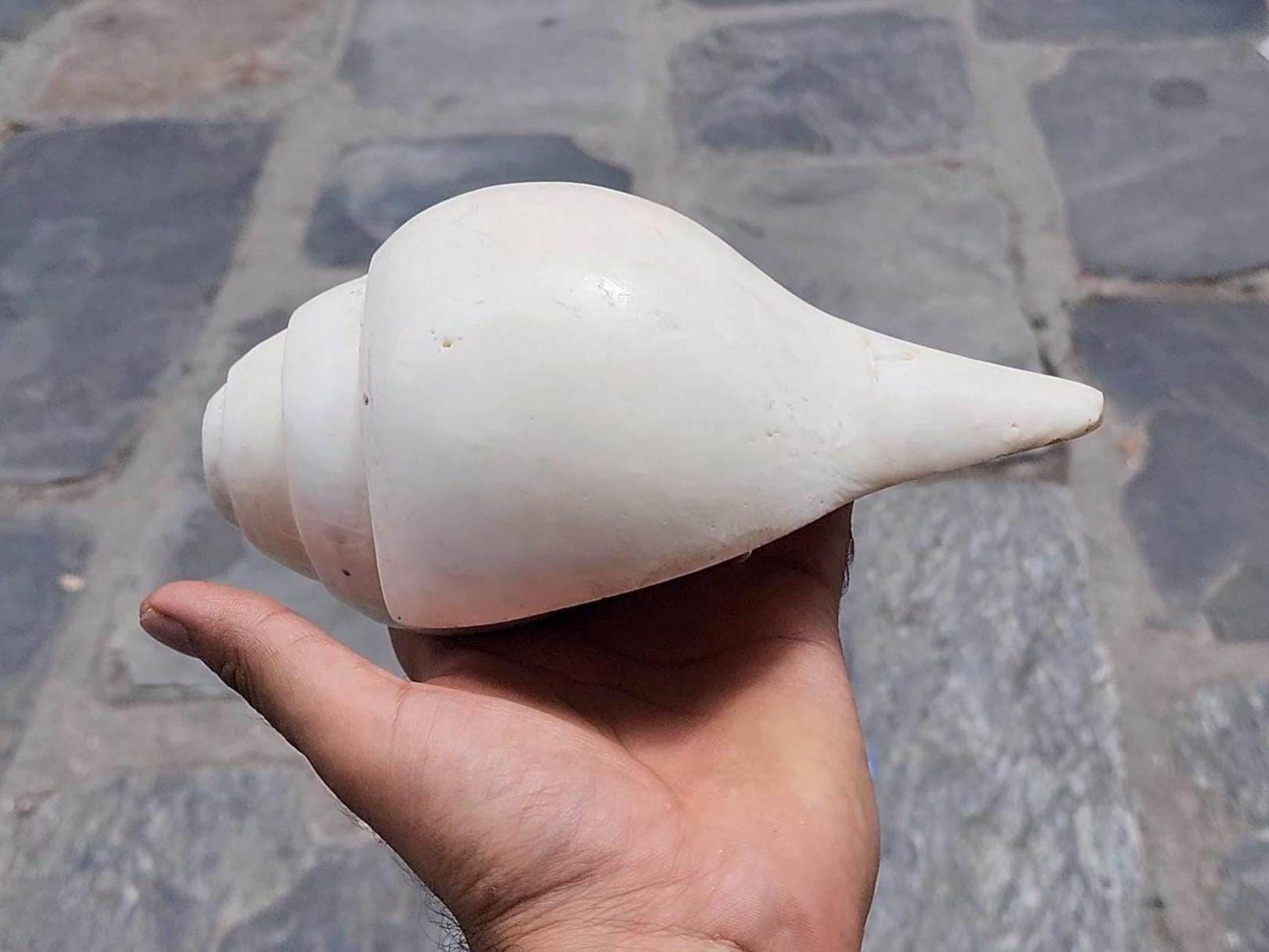 Rare 5-Line Shankha Conch Shell: Sacred Spiritual Cleansing Decor