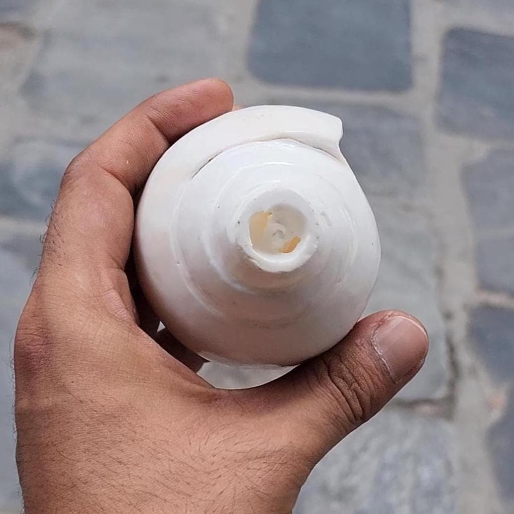 Rare 5-Line Shankha Conch Shell: Sacred Spiritual Cleansing Decor