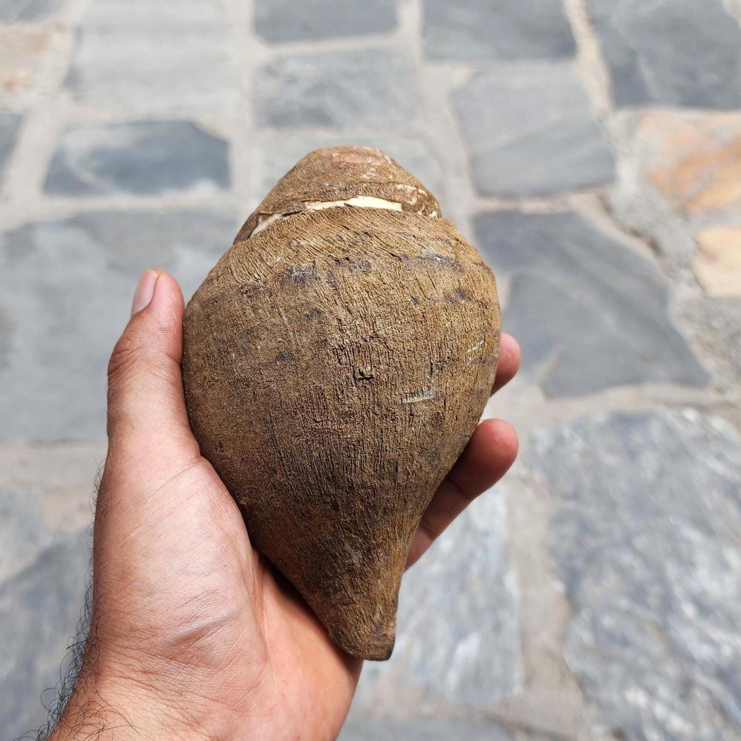 Raw Conch Shell - Divine Sankha - Hindu Ritual Instrument