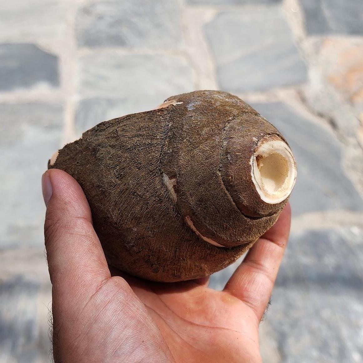 Raw Conch Shell - Divine Sankha - Hindu Ritual Instrument