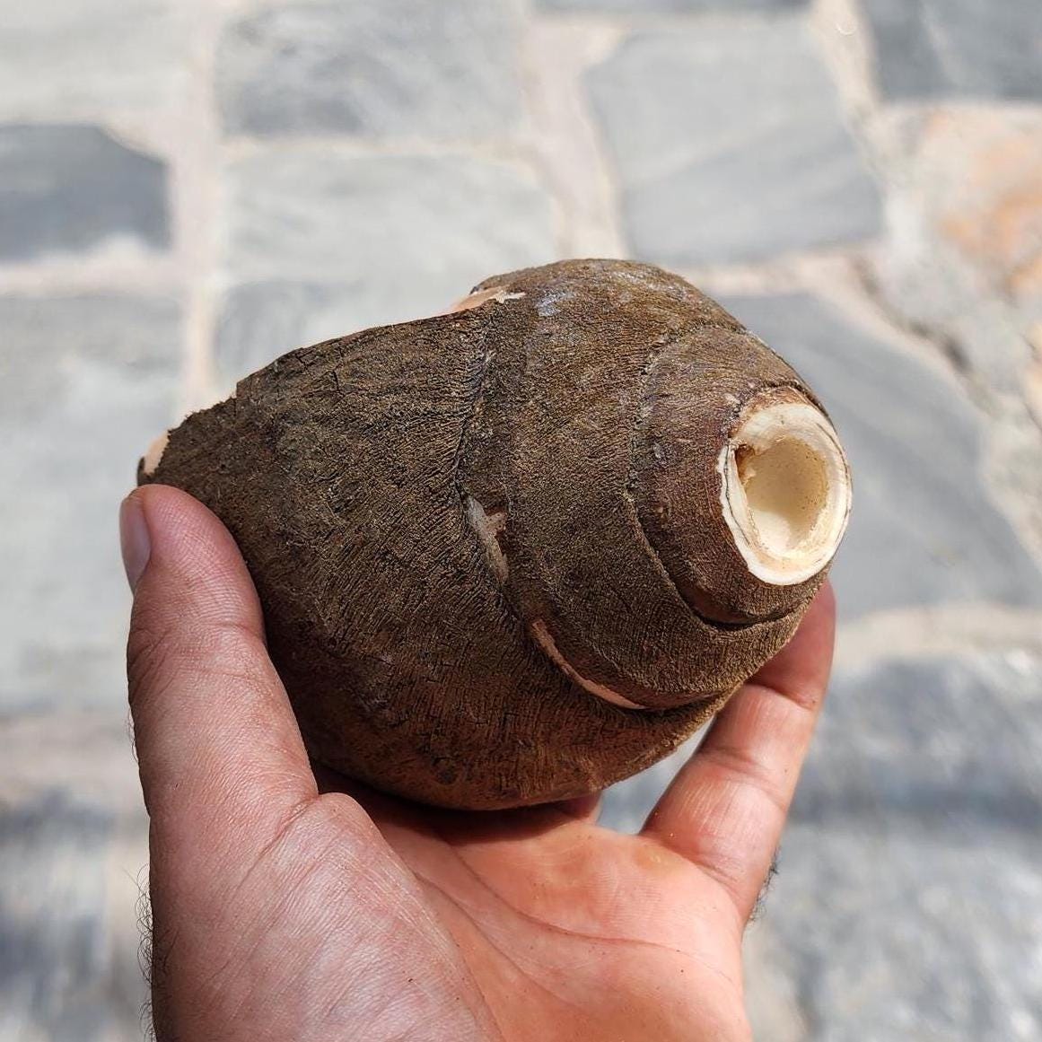 Natural Shankha Conch Full Shell Intact Sound Healing